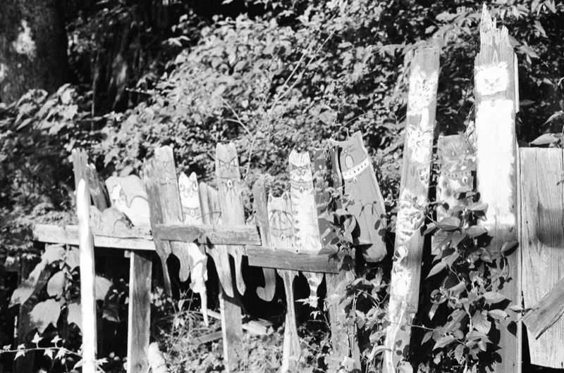 A rail fence hung with painted wooden slats, each one cut and marked with a face, half taken back by vines.