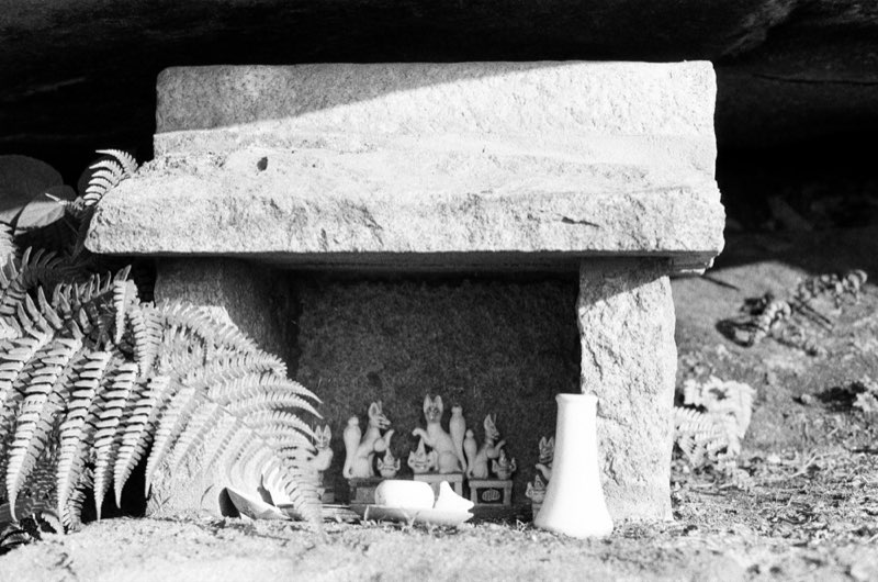 A small stone shrine under a rock overhang, fox figures and a white vase set inside it, ferns crowding one side.